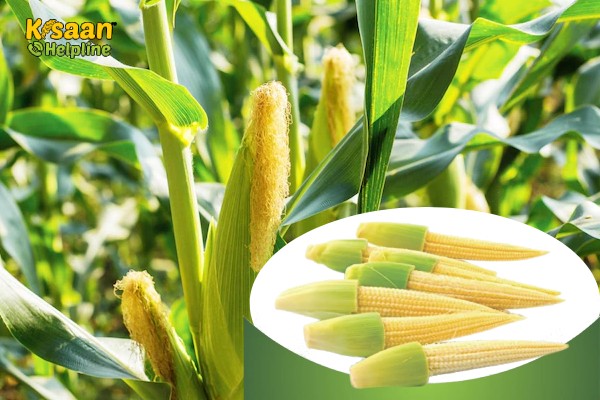 Effects of INM on Growth, Yield and Quality of Baby Corn (Zea mays L.) Effects of INM on Growth, Yield and Quality of Baby Corn (Zea mays L.)